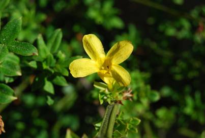 Fotografia da espécie Jasminum nudiflorum