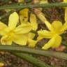 Fotografia 4 da espécie Jasminum nudiflorum do Jardim Botânico UTAD