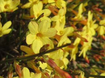 Fotografia da espécie Jasminum nudiflorum