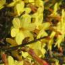 Fotografia 6 da espécie Jasminum nudiflorum do Jardim Botânico UTAD