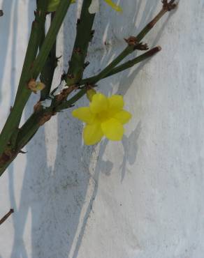 Fotografia 7 da espécie Jasminum nudiflorum no Jardim Botânico UTAD