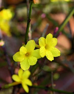 Fotografia 8 da espécie Jasminum nudiflorum no Jardim Botânico UTAD