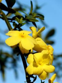 Fotografia da espécie Jasminum nudiflorum