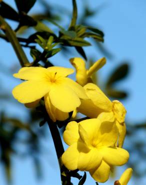 Fotografia 10 da espécie Jasminum nudiflorum no Jardim Botânico UTAD