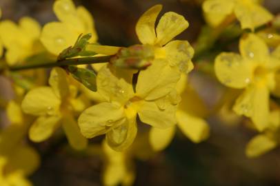 Fotografia da espécie Jasminum nudiflorum