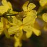 Fotografia 11 da espécie Jasminum nudiflorum do Jardim Botânico UTAD