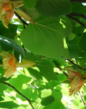 Fotografia 4 da espécie Liriodendron tulipifera no Jardim Botânico UTAD