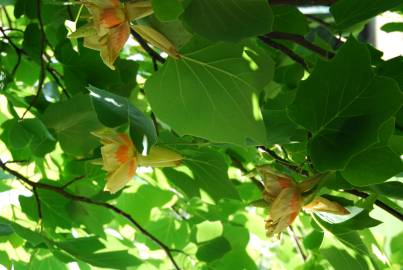 Fotografia da espécie Liriodendron tulipifera