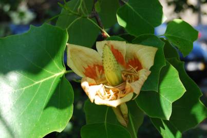 Fotografia da espécie Liriodendron tulipifera