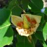 Fotografia 5 da espécie Liriodendron tulipifera do Jardim Botânico UTAD