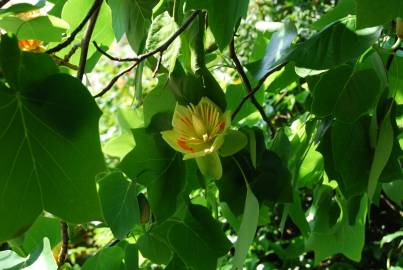 Fotografia da espécie Liriodendron tulipifera