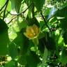 Fotografia 6 da espécie Liriodendron tulipifera do Jardim Botânico UTAD