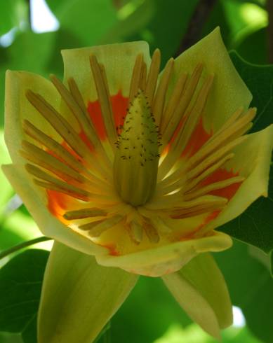 Fotografia de capa Liriodendron tulipifera - do Jardim Botânico