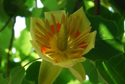 Fotografia da espécie Liriodendron tulipifera