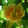 Fotografia 1 da espécie Liriodendron tulipifera do Jardim Botânico UTAD