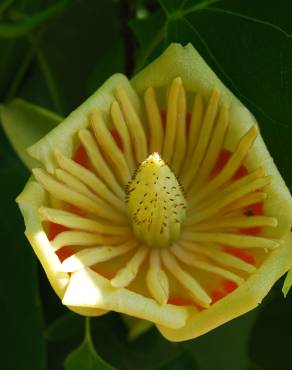 Fotografia 8 da espécie Liriodendron tulipifera no Jardim Botânico UTAD
