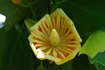 Fotografia da espécie Liriodendron tulipifera