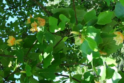 Fotografia da espécie Liriodendron tulipifera