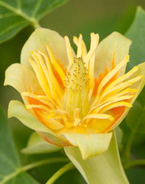 Fotografia 10 da espécie Liriodendron tulipifera no Jardim Botânico UTAD