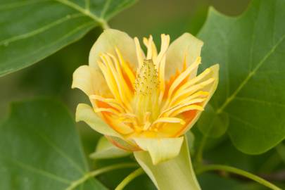 Fotografia da espécie Liriodendron tulipifera