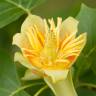 Fotografia 10 da espécie Liriodendron tulipifera do Jardim Botânico UTAD