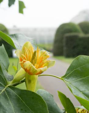 Fotografia 11 da espécie Liriodendron tulipifera no Jardim Botânico UTAD