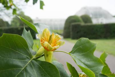 Fotografia da espécie Liriodendron tulipifera