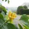 Fotografia 11 da espécie Liriodendron tulipifera do Jardim Botânico UTAD