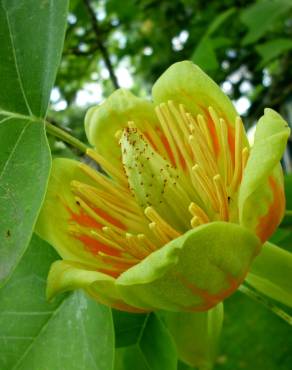 Fotografia 13 da espécie Liriodendron tulipifera no Jardim Botânico UTAD