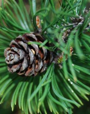 Fotografia 3 da espécie Pinus mugo no Jardim Botânico UTAD