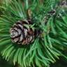 Fotografia 3 da espécie Pinus mugo do Jardim Botânico UTAD
