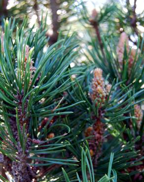 Fotografia 1 da espécie Pinus mugo no Jardim Botânico UTAD