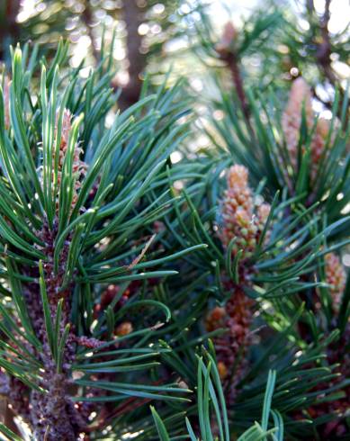 Fotografia de capa Pinus mugo - do Jardim Botânico