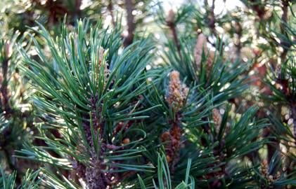 Fotografia da espécie Pinus mugo