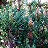 Fotografia 1 da espécie Pinus mugo do Jardim Botânico UTAD