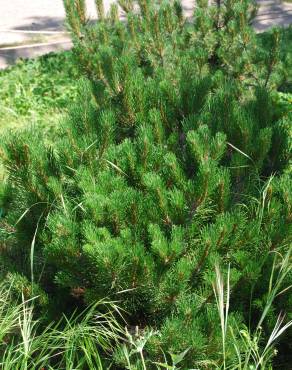 Fotografia 4 da espécie Pinus mugo no Jardim Botânico UTAD