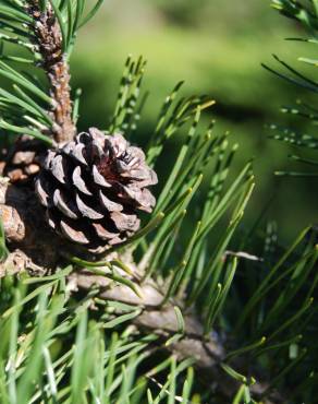 Fotografia 5 da espécie Pinus mugo no Jardim Botânico UTAD