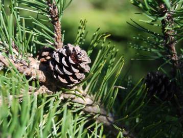 Fotografia da espécie Pinus mugo