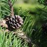 Fotografia 5 da espécie Pinus mugo do Jardim Botânico UTAD