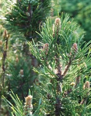 Fotografia 6 da espécie Pinus mugo no Jardim Botânico UTAD