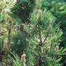 Fotografia 6 da espécie Pinus mugo do Jardim Botânico UTAD