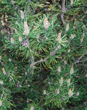 Fotografia 7 da espécie Pinus mugo no Jardim Botânico UTAD