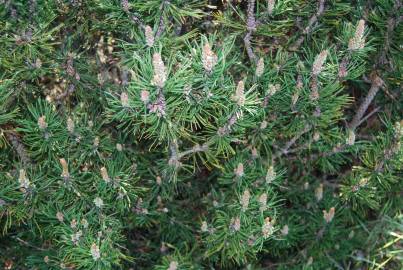 Fotografia da espécie Pinus mugo