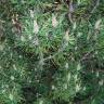 Fotografia 7 da espécie Pinus mugo do Jardim Botânico UTAD