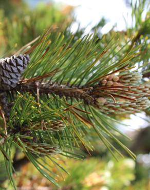 Fotografia 8 da espécie Pinus mugo no Jardim Botânico UTAD