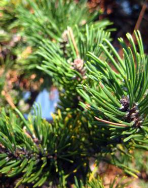 Fotografia 9 da espécie Pinus mugo no Jardim Botânico UTAD