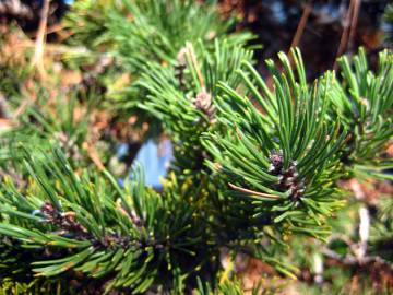 Fotografia da espécie Pinus mugo