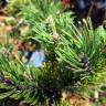 Fotografia 9 da espécie Pinus mugo do Jardim Botânico UTAD