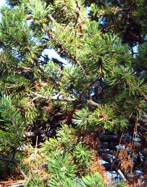 Fotografia 10 da espécie Pinus mugo no Jardim Botânico UTAD