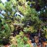 Fotografia 10 da espécie Pinus mugo do Jardim Botânico UTAD